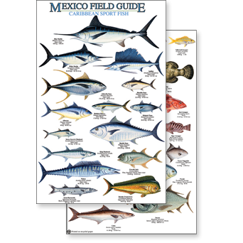 Paradise Clay RFP044 Mexico: Caribbean Sport Fish - Laminated Card