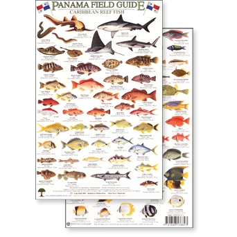 Paradise Clay RFP024 Panama Field Guide, Caribbean Reef Fish - Laminated Card