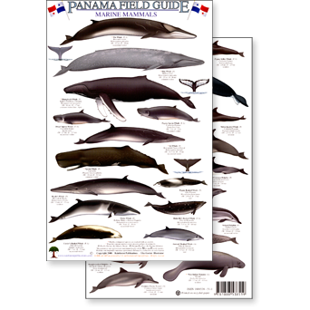 Paradise Clay RFP026 Panama Marine Mammals - Laminated Card