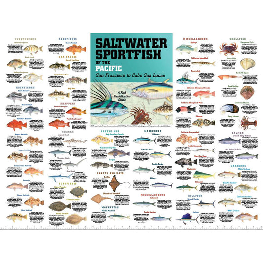 Paradise Clay PAR090 Saltwater Sport Fish of the Pacific: San Francisco to Cabo San Lucas POSTER