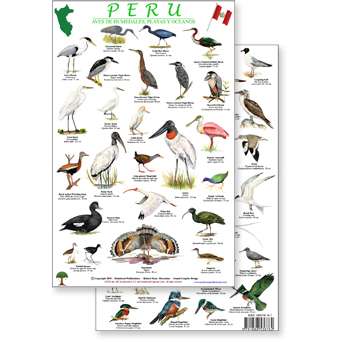 Paradise Clay RFP040 Peru Shore & Wetland Bird Guide - Laminated Card