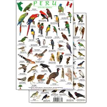 Paradise Clay RFP039 Peru Forest Bird Guide - Laminated Card