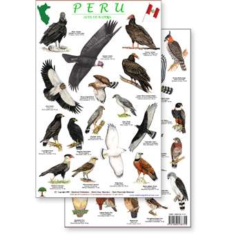 Paradise Clay RFP038 Peru Raptors Bird Guide - Laminated Card