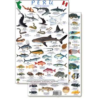 Paradise Clay RFP042 Peru Reef Fish Guide - Laminated Card
