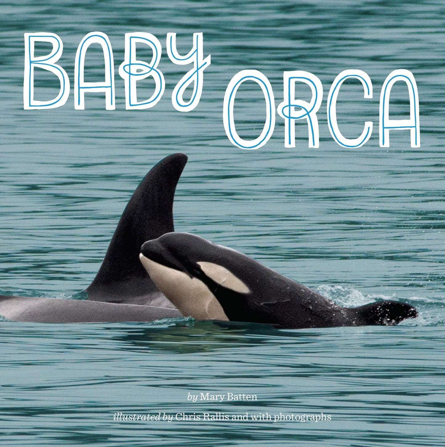 Paradise Clay PGN411 Baby Orca - Book