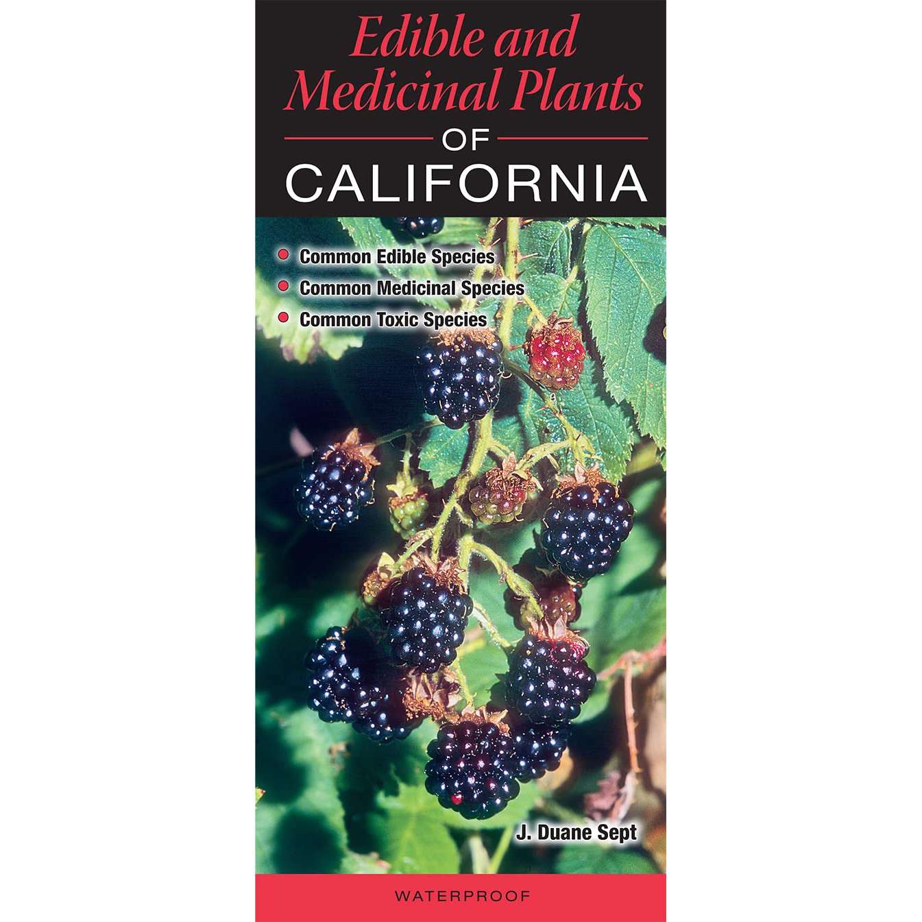 Paradise Clay QRP032 Edible and Medicinal Plants of California - Folding Pocket Guide