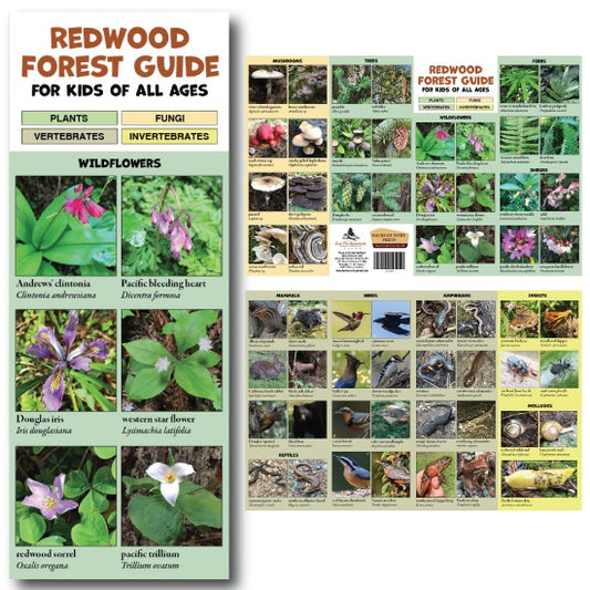 Paradise Clay BCP007 Redwood Forest Guide - Folding Pocket Guide