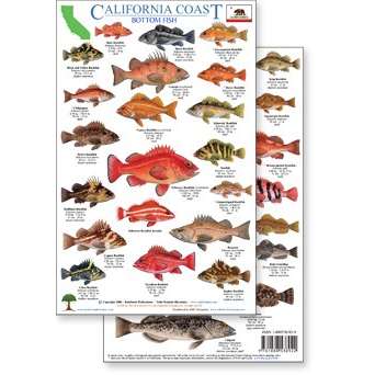 Paradise Clay RFP021 California Coast Field Guide: Rockfish - Laminated Card